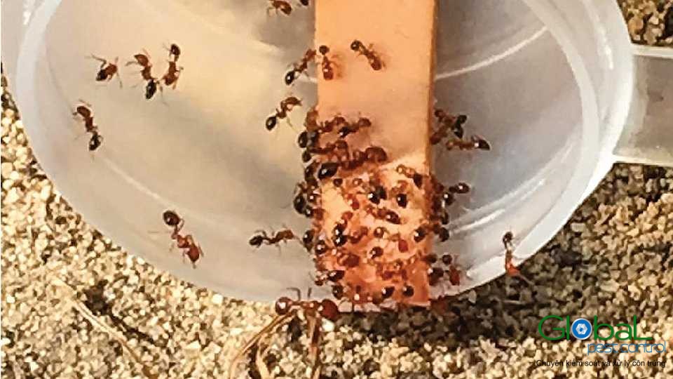 Mật ong có thu hút kiến ​​không 2