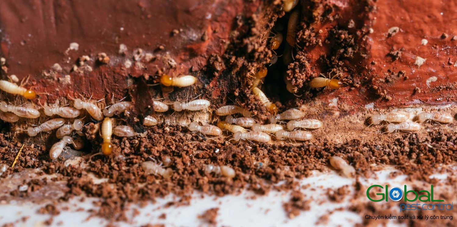 Dịch vụ diệt mối tận gốc Khử Trùng Toàn Cầu (16)