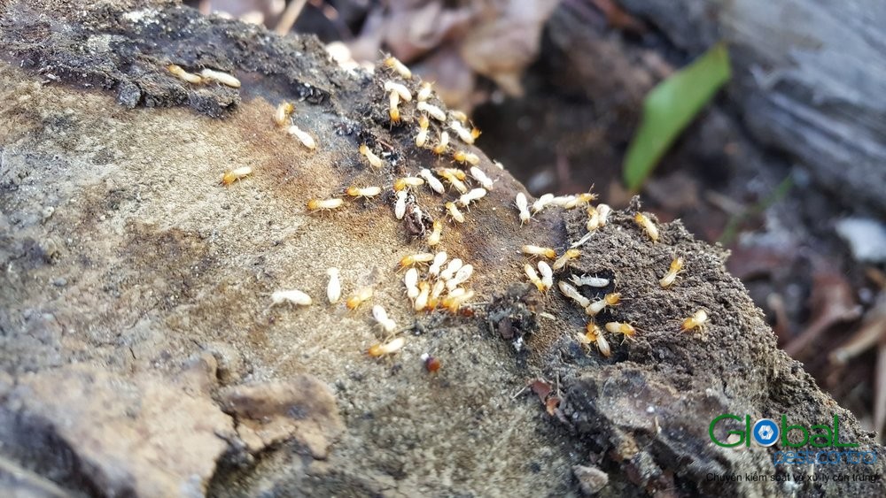 Dịch vụ diệt mối tận gốc Khử Trùng Toàn Cầu (2)