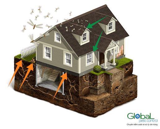 Dịch vụ diệt mối tận gốc Khử Trùng Toàn Cầu (3)