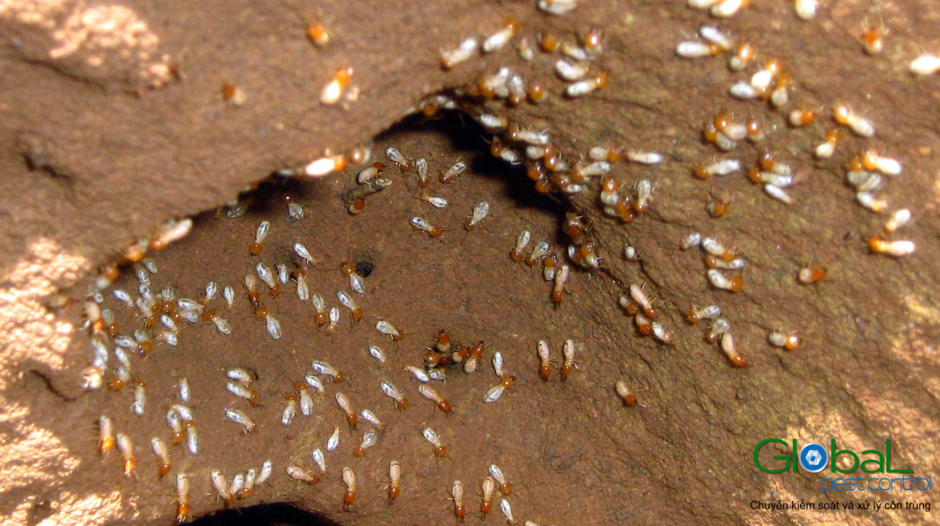 Dịch vụ diệt mối tận gốc Khử Trùng Toàn Cầu (5)