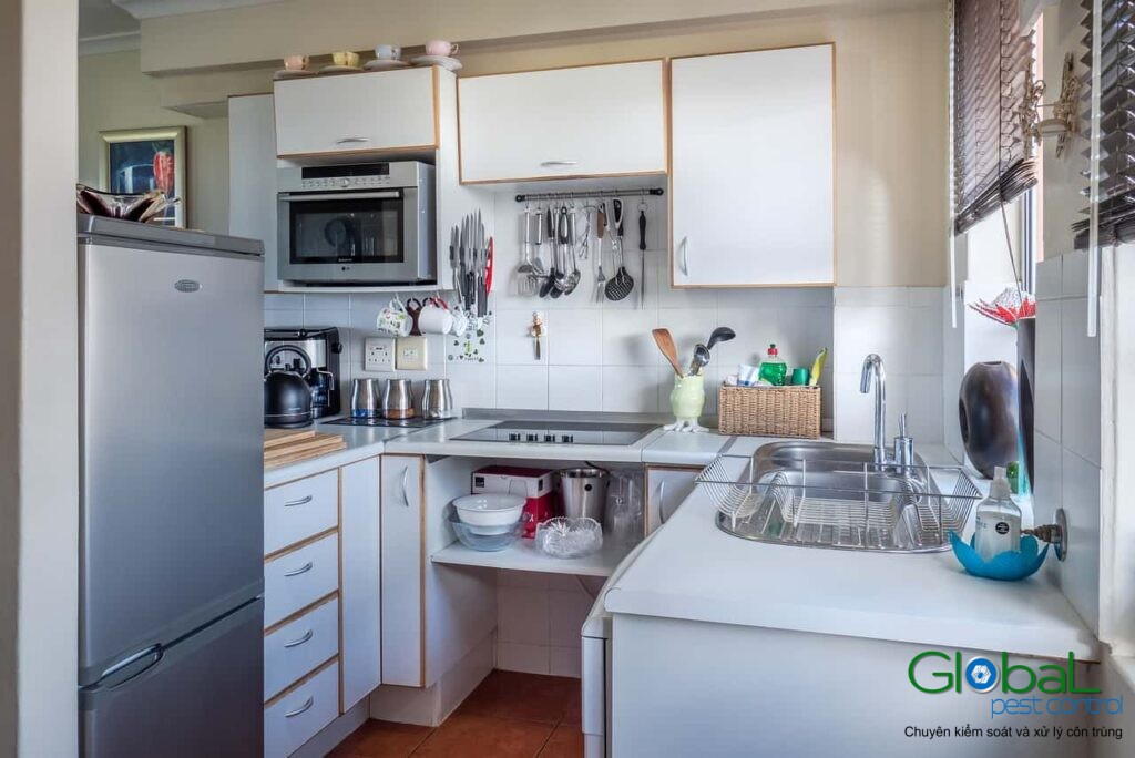 Hãy tìm hiểu những loại côn trùng đang có trong nhà bếp của bạn.