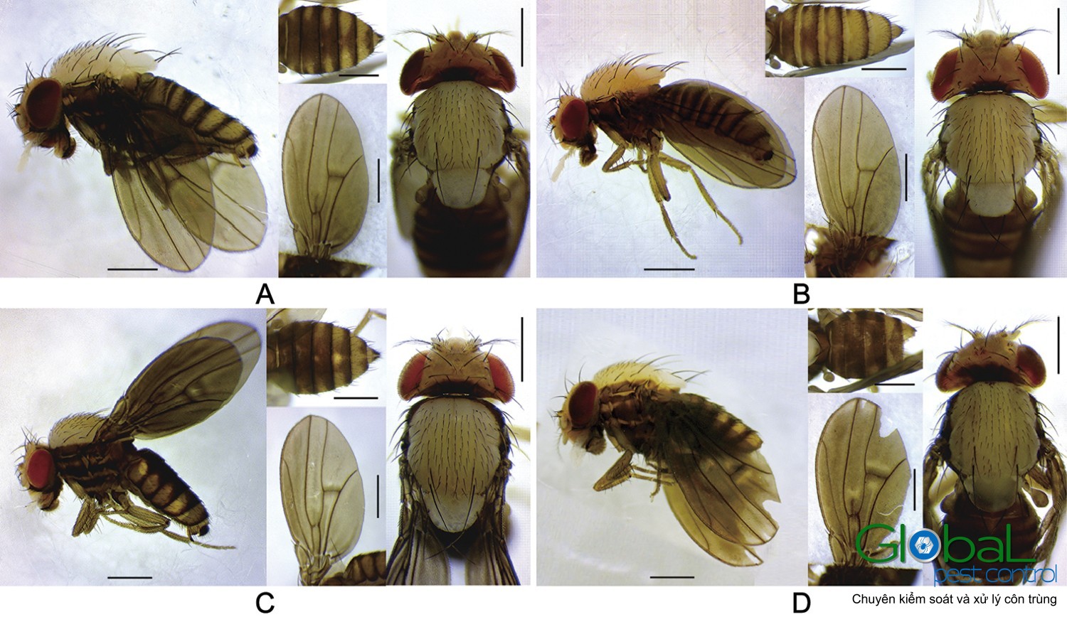 Ruồi giấm Ruồi đục quả (3)
