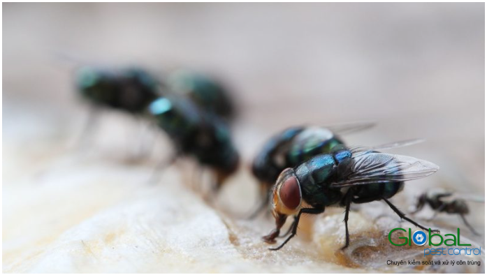 Ruồi khó diệt (1)