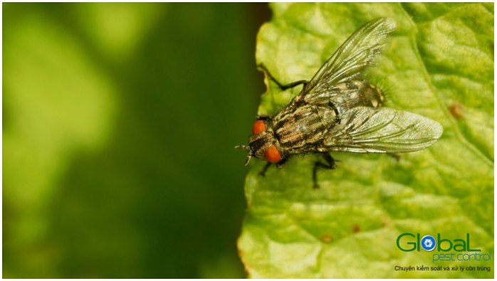 Ruồi khó diệt (2)