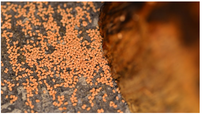 screenshot 1681832038