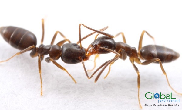 cach diet kien hoi tren giuong