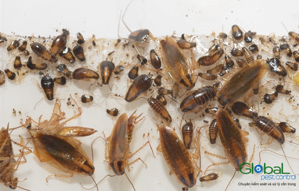 dịch vụ diệt gián đức cho nhà hàng (2)