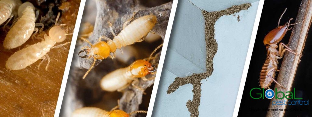 Dịch vụ diệt mối tận gốc Khử Trùng Toàn Cầu (12)