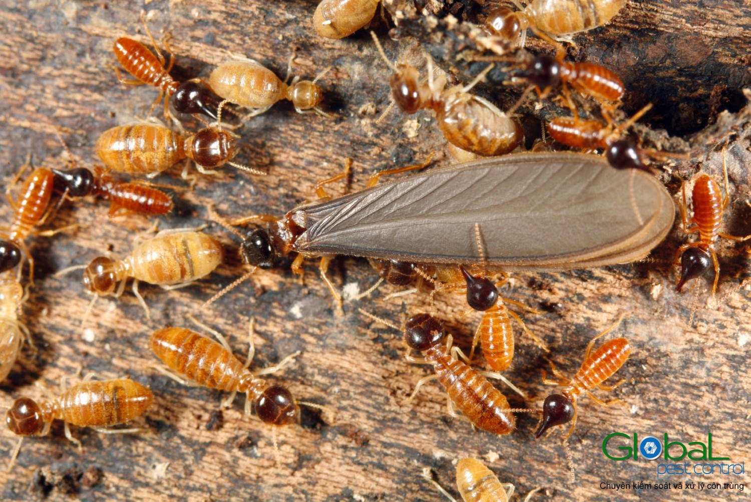 Dịch vụ diệt mối tận gốc - Khử Trùng Toàn Cầu 