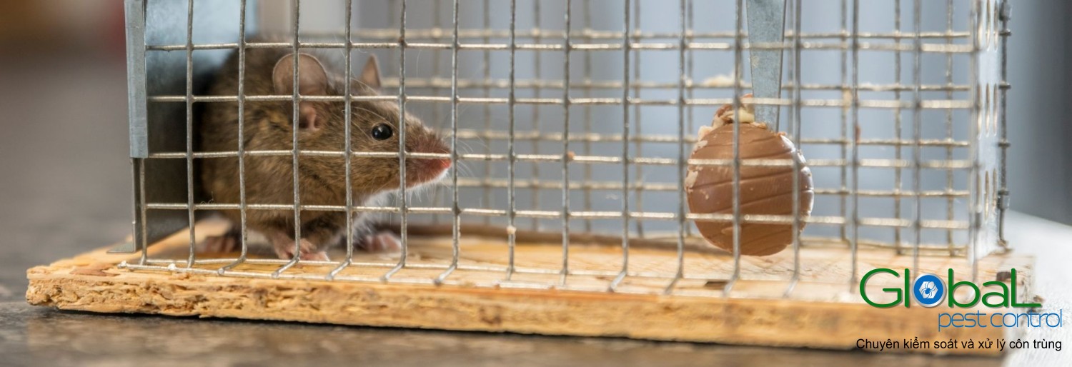 diệt chuột cho văn phòng (5)
