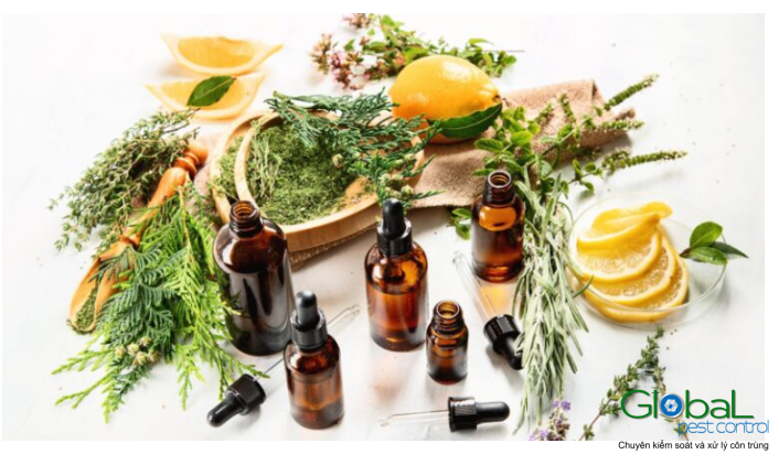 Tinh dầu Bạc hà có xua đuổi được chuột không (1)